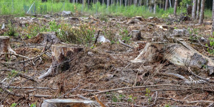 En el Reino Unido quieren prohibir por ley la importación de productos obtenidos a partir del desmonte ilegal