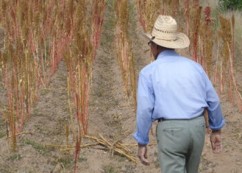 José María Bageneta estudió el caso del amaranto en México y cree que aquí podría ser una opción válida para pequeños productores organizados