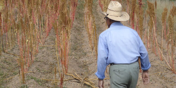 José María Bageneta estudió el caso del amaranto en México y cree que aquí podría ser una opción válida para pequeños productores organizados