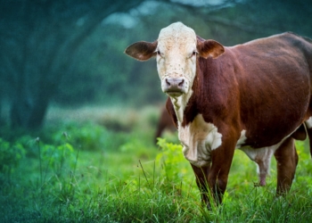 Las grandes multinacionales están dejando de comprar carne desde zonas de desmonte ¿Tu producción está libre de deforestación?
