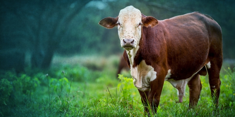 Las grandes multinacionales están dejando de comprar carne desde zonas de desmonte ¿Tu producción está libre de deforestación?