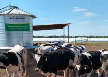 Áfiber (sin fibra): La cooperativa Lehmann diseñó un alimento especial para poder retener los terneros Holando y obtener por ellos un mejor ingreso