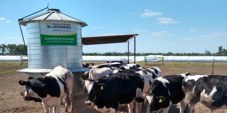 Áfiber (sin fibra): La cooperativa Lehmann diseñó un alimento especial para poder retener los terneros Holando y obtener por ellos un mejor ingreso
