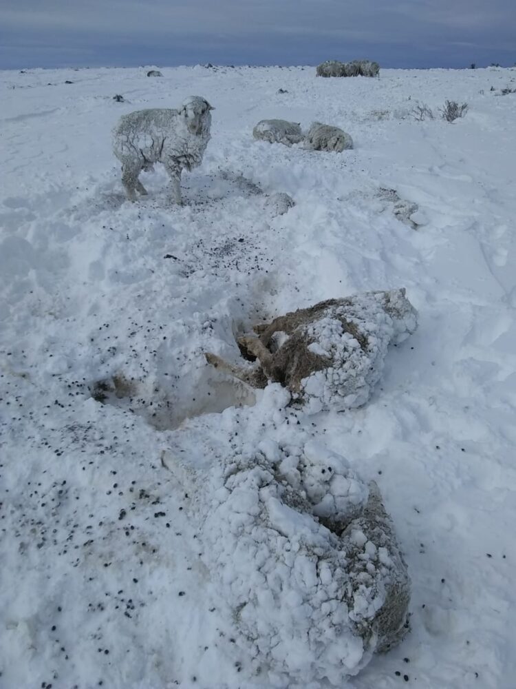 Daniel Lavayén estima que se perdió 1 millón de ovejas por las nevadas y reclama una prórroga generosa de la Ley Ovina