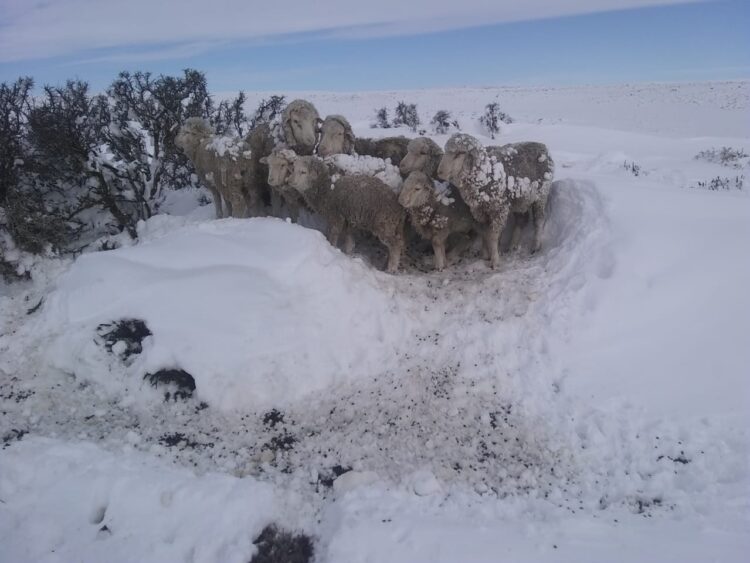 Daniel Lavayén estima que se perdió 1 millón de ovejas por las nevadas y reclama una prórroga generosa de la Ley Ovina
