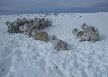 Daniel Lavayén estima que se perdió 1 millón de ovejas por las nevadas y reclama una prórroga generosa de la Ley Ovina