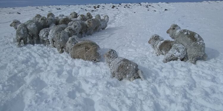 Daniel Lavayén estima que se perdió 1 millón de ovejas por las nevadas y reclama una prórroga generosa de la Ley Ovina
