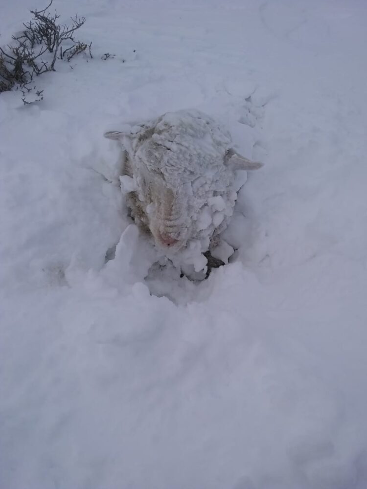 Formosa amenazada por la sequía: “Mirás a los costados y ves fuego permanente”, relató Roberto Consolani