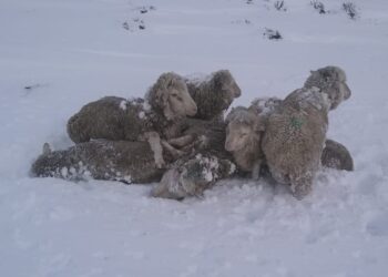 Formosa amenazada por la sequía: “Mirás a los costados y ves fuego permanente”, relató Roberto Consolani