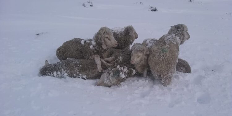Formosa amenazada por la sequía: “Mirás a los costados y ves fuego permanente”, relató Roberto Consolani