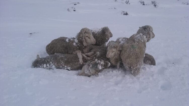 Formosa amenazada por la sequía: “Mirás a los costados y ves fuego permanente”, relató Roberto Consolani