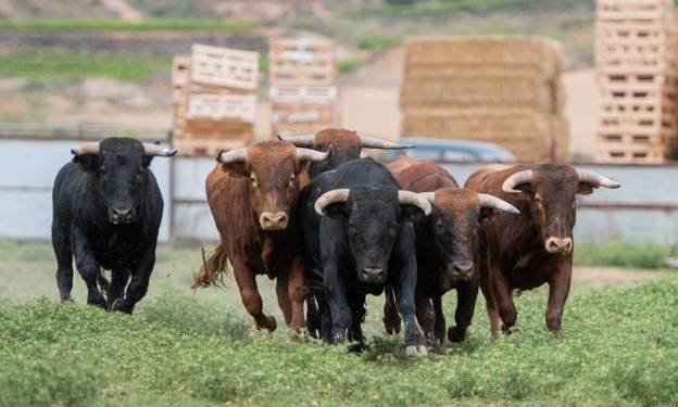 Las vacas -y su carne- corren más rápido que la inflación: Los valores subieron cerca de 56% en los últimos doce meses