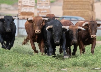 Las vacas -y su carne- corren más rápido que la inflación: Los valores subieron cerca de 56% en los últimos doce meses