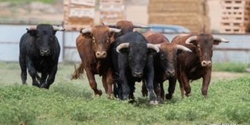 Las vacas -y su carne- corren más rápido que la inflación: Los valores subieron cerca de 56% en los últimos doce meses
