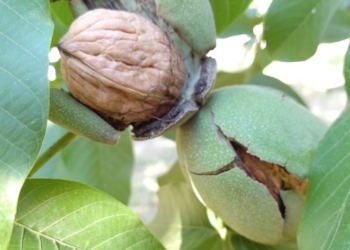 Rompiendo el cascarón: El cluster de frutos secos de la Patagonia proyecta exportar 20% más este año