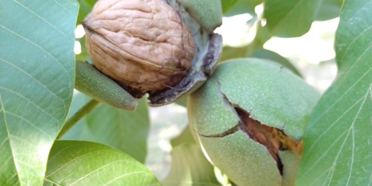 Rompiendo el cascarón: El cluster de frutos secos de la Patagonia proyecta exportar 20% más este año