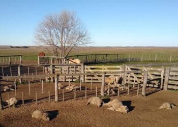 Instrucciones para reducir los ataques del puma: Desde mulas y perros defensores a un par de ojos amenazantes