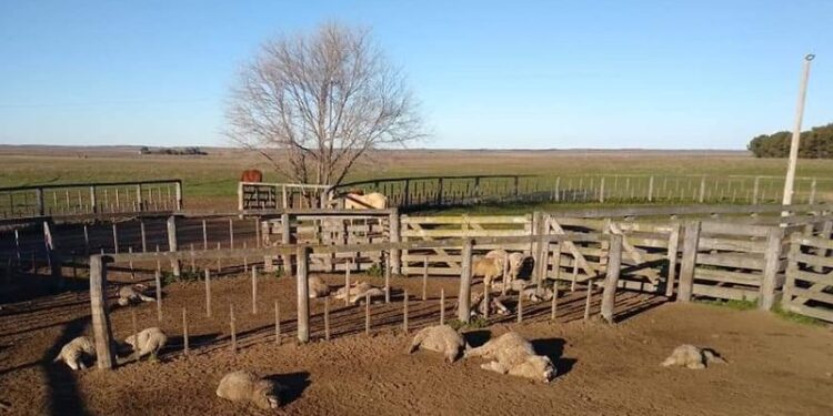 Instrucciones para reducir los ataques del puma: Desde mulas y perros defensores a un par de ojos amenazantes