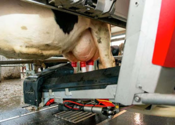 El caso Smart Farming: Alejandro Palladino está convencido de que la revolución digital de la agricultura puede aplicarse también en la lechería y la ganadería de carne