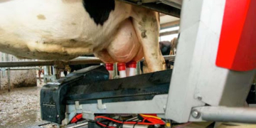 El caso Smart Farming: Alejandro Palladino está convencido de que la revolución digital de la agricultura puede aplicarse también en la lechería y la ganadería de carne