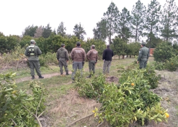 Tras una denuncia, en Corrientes tuvieron que eliminar cientos de plantas cítricas para prevenir al temido HLB
