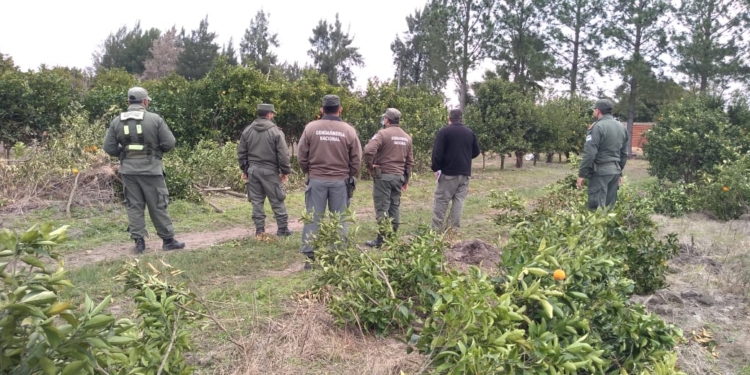 Tras una denuncia, en Corrientes tuvieron que eliminar cientos de plantas cítricas para prevenir al temido HLB
