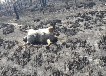 Formosa amenazada por la sequía: “Mirás a los costados y ves fuego permanente”, relató Roberto Consolani