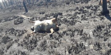 Formosa amenazada por la sequía: “Mirás a los costados y ves fuego permanente”, relató Roberto Consolani