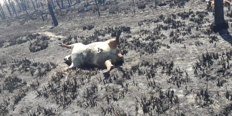 Formosa amenazada por la sequía: “Mirás a los costados y ves fuego permanente”, relató Roberto Consolani