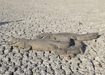 Reclaman en Formosa la declaración de la emergencia: “La falta de agua en las reservas naturales afecta directamente a la ganadería”, dijo Pánfilo Ayala