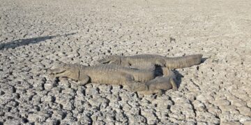Reclaman en Formosa la declaración de la emergencia: “La falta de agua en las reservas naturales afecta directamente a la ganadería”, dijo Pánfilo Ayala