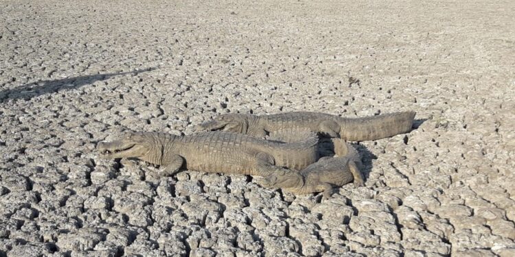 Reclaman en Formosa la declaración de la emergencia: “La falta de agua en las reservas naturales afecta directamente a la ganadería”, dijo Pánfilo Ayala