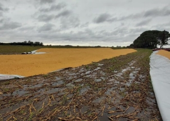 Luis María Migliaro: “El silobolsa es una herramienta de trabajo, no la caja de seguridad de los especuladores”