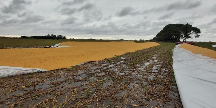 Luis María Migliaro: “El silobolsa es una herramienta de trabajo, no la caja de seguridad de los especuladores”