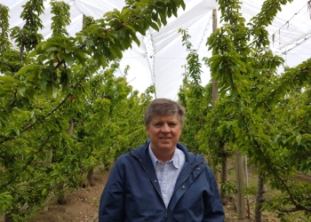 Adolfo Storni habla con crudeza de la decadencia de la fruticultura argentina: “Exportamos la mitad que hace 10 años, cuando todo el mundo creció”