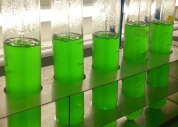 ¿Adios al glifosato? Descubren un alga que libera un compuesto que tiene el mismo efecto que el más polémico herbicida