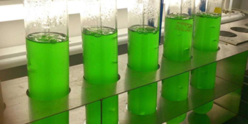 ¿Adios al glifosato? Descubren un alga que libera un compuesto que tiene el mismo efecto que el más polémico herbicida