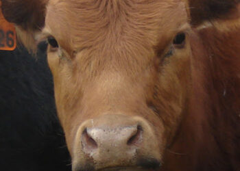 Mejoró la demanda de carne vacuna de los argentinos: Se elevó a 54 kilos per cápita en julio