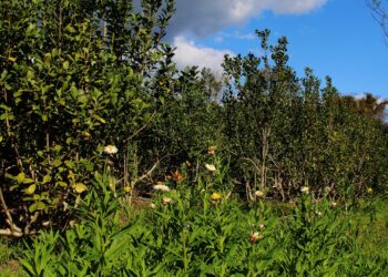 Para poder hacer yerba y té agroecológicos, productores encaran plan para contar con abono orgánico
