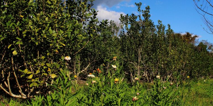 Para poder hacer yerba y té agroecológicos, productores encaran plan para contar con abono orgánico