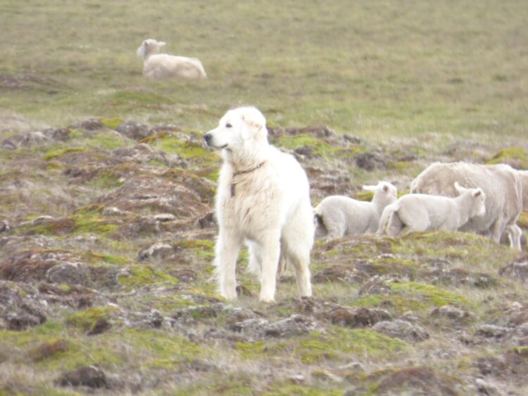Sebastián Cabeza cría perros protectores del ganado en el fin del mundo: “Es la mejor herramienta para evitar vivir en guerra con los predadores”