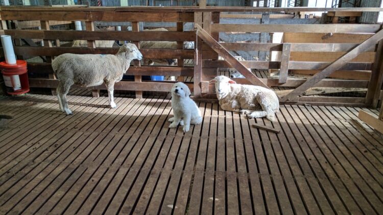 Sebastián Cabeza cría perros protectores del ganado en el fin del mundo: “Es la mejor herramienta para evitar vivir en guerra con los predadores”