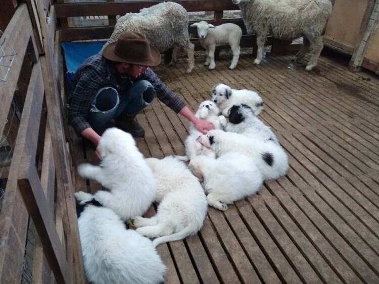 Sebastián Cabeza cría perros protectores del ganado en el fin del mundo: “Es la mejor herramienta para evitar vivir en guerra con los predadores”