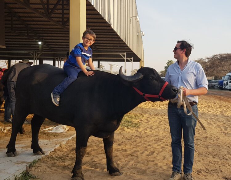 Nilda Silva vivía en la ciudad y terminó a cargo del único centro de inseminación bubalino: “Con los búfalos la clave es el cariño”, afirma