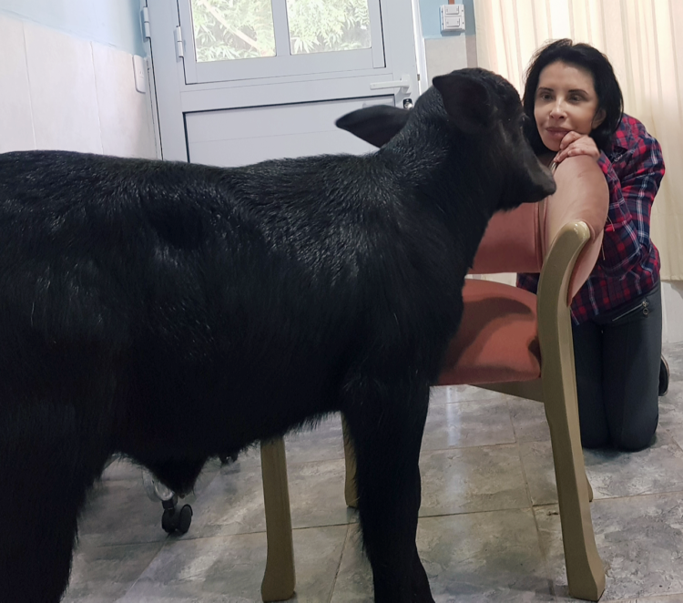 Nilda Silva vivía en la ciudad y terminó a cargo del único centro de inseminación bubalino: “Con los búfalos la clave es el cariño”, afirma
