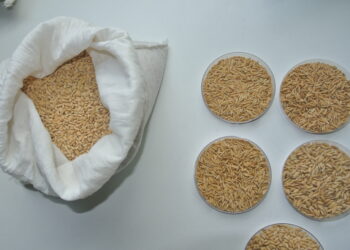 Gracias a un trabajo de empresas y organismos, se  pudo construir una gran base de datos con los genotipos del arroz argentino