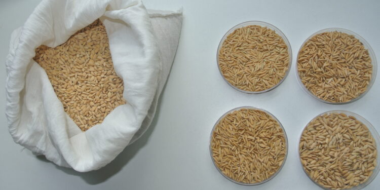 Gracias a un trabajo de empresas y organismos, se  pudo construir una gran base de datos con los genotipos del arroz argentino