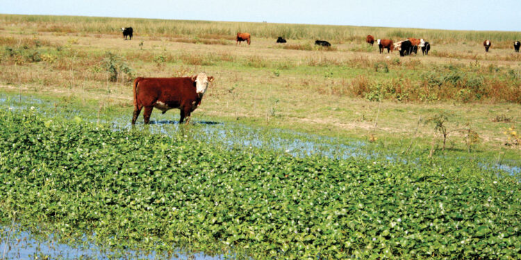 Ley de Humedales: “Hagan lugar en el conurbano para 800 mil correntinos” por si prospera esa norma, desafía Jorge Vara