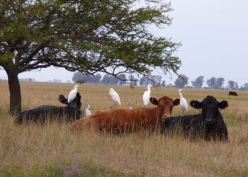 Un viaje al mundo de los pastizales con Israel Feldman: “No se pueden transformar dos millones de hectáreas del delta en una reserva natural”