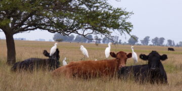 Un viaje al mundo de los pastizales con Israel Feldman: “No se pueden transformar dos millones de hectáreas del delta en una reserva natural”